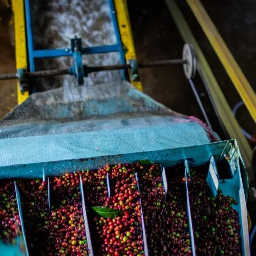 Washed Water DECAF - trinkkofi