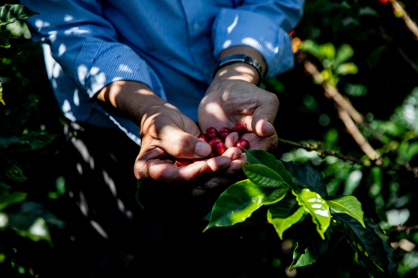 Villa Betulia Kolumbien