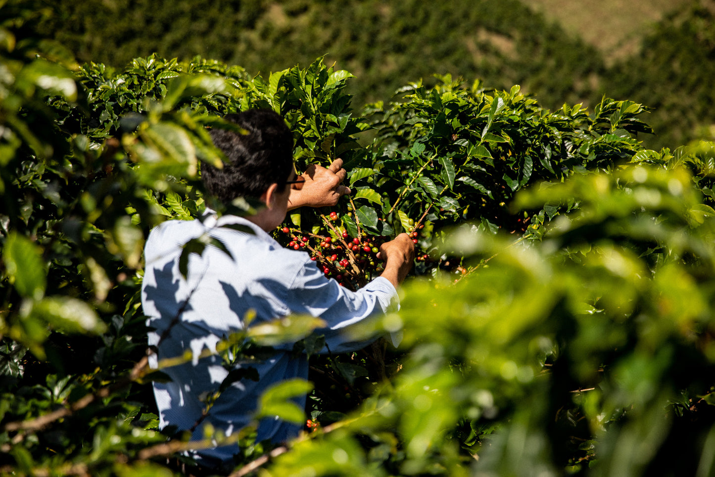 Villa Betulia Kolumbien