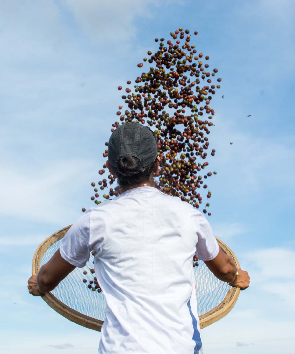 Caficultor-de-la-finca-Daterra-2-01