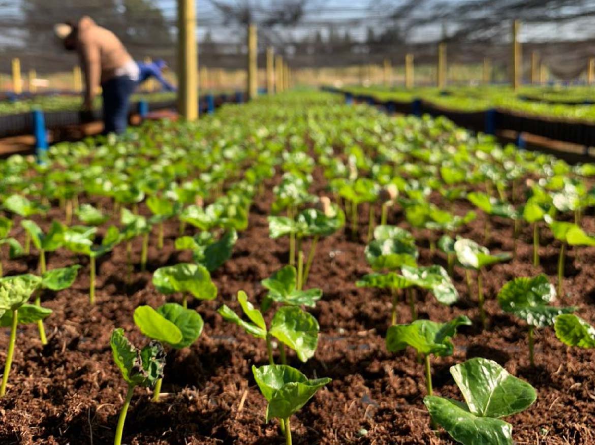 Cultivo-de-cafe-en-la-finca-Daterra-del-origen-cafetalero-Brasil-1