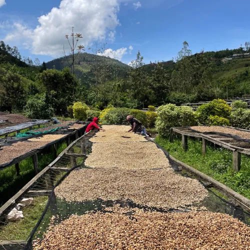 Kabila Ruanda - 100% Robusta - trinkkofi