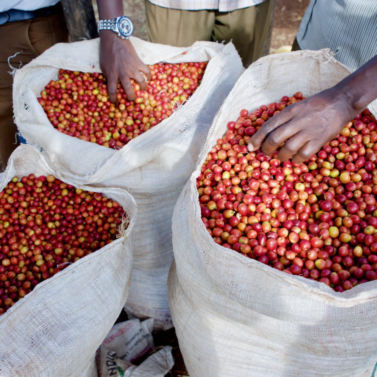 Olochoy-13-1300x1300