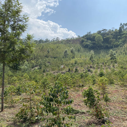 Olochoy-15-1300x1300