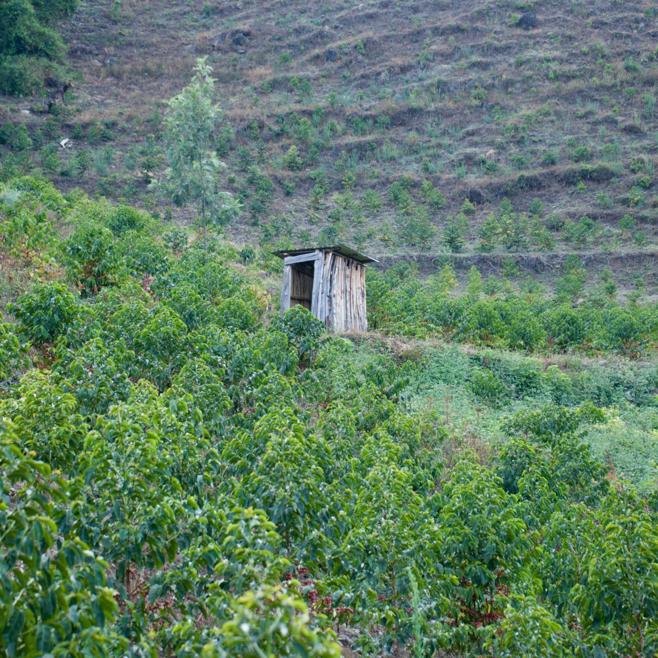 Olochoy-18-1300x1300