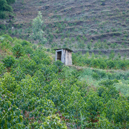 Olochoy-18-1300x1300