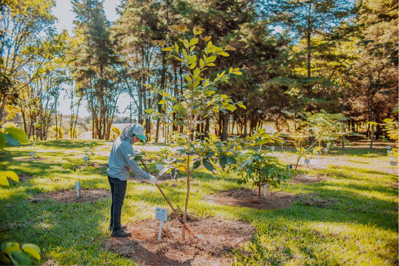 Trabajadora-de-la-finca-Daterra-del-origen-cafetalero-Brasil-01