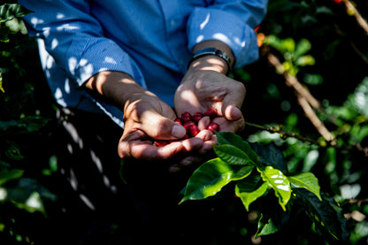 Villa Betulia Kolumbien