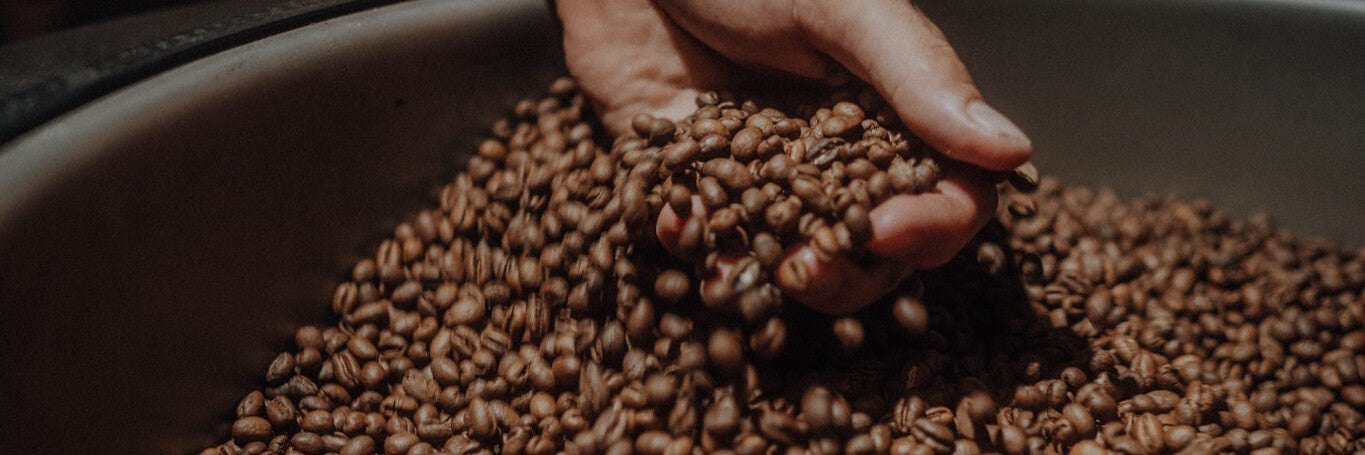 Helle Specialty-Kaffeebohnen in der Hand, frisch aus der Rösttrommel bei kofi